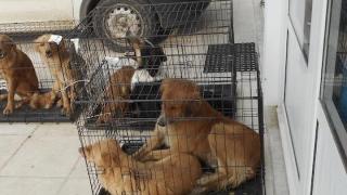 68 στειρώσεις σε αδέσποτα έκανε ο δήμος Ορεστιάδας