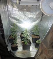 "Εργοστάσιο" κάνναβης έστησε ένας Ορεστιαδίτης στο σπίτι του (video & photo)