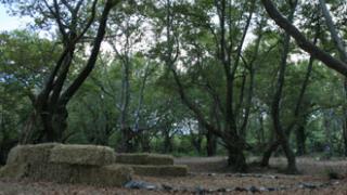 Κατασκευή αυτοσχέδιου θεάτρου στο κάμπινγκ Σαμοθράκης.