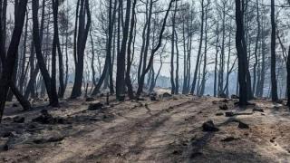 Σε απόγνωση οι κτηνοτρόφοι του Έβρου - Κάηκαν περισσότερα από 4.000 ζώα