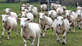 Η ΑΑΔΕ καλεί τους κτηνοτρόφους να προσκομίσουν τα απαραίτητα δικαιολογητικά για να αποζημιωθούν 