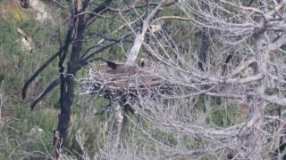 Γεννήθηκαν οι πρώτοι μαυρόγυπες στις τεχνητές φωλιές της Δαδιάς