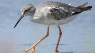 Καλοκαιρινές παρατηρήσεις με αριθμούς «ρεκόρ» στο Δέλτα του Έβρου.