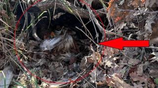 Νεκρή γερακίνα εντοπίστηκε σε αιολικό σταθμό στη Μελία