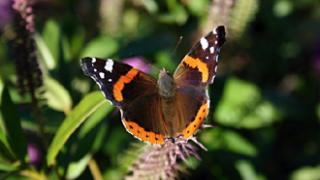 «Το φαινόμενο της πεταλούδας» οδεύει προς το τέλος.