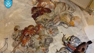 Συνελήφθη ψαροντουφεκάς στη Σαμοθράκη για παράνομη υποβρύχια αλιεία με χημικές ουσίες (φωτο)