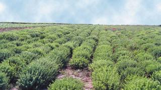 Εκτός συνόρων τα φαρμακευτικά φυτά της Θράκης.