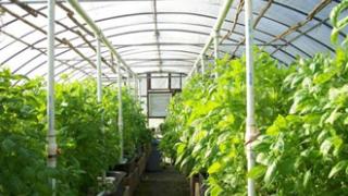 Στην ΑΜ-Θ το μεγαλύτερο πάρκο γεωθερμικών καλλιεργειών της Ελλάδας.