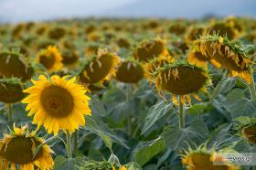 Πληθώρα ηλιοτροπίων στην Συκορράχη!