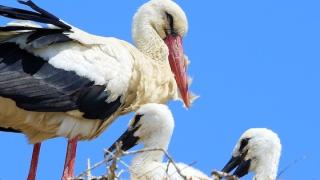Αυξήθηκαν οι ενεργές φωλιές των Λευκοπελαργών στον Έβρο