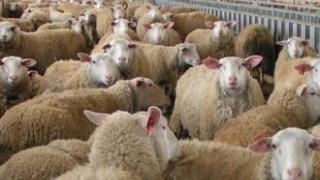 Ακόμη 400 ζώα θανατώθηκαν στον Έβρο λόγω ευλογιάς.