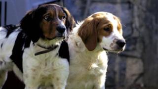 Έβρος: Κυνηγόσκυλα γίνονται βορά σε αγέλες πεινασμένων λύκων.