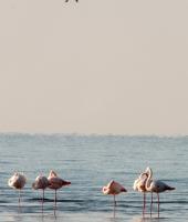 Δέλτα του Ποταμού Έβρου