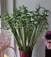 Flowers - Plants