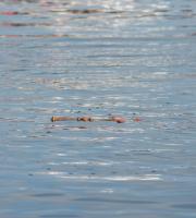 Με λαμπρότητα γιορτάστηκε ο αγιασμός των υδάτων στην Αλεξανδρούπολη (φωτο + video)