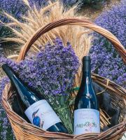 Αλκυόνη & Ματίνα