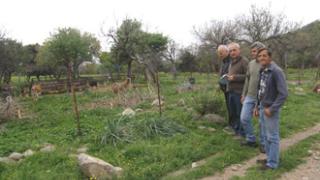 Σαμοθράκη: Την ύπαρξη ντόπιας φυλής αιγοπροβάτων διαπίστωσαν ειδικοί επιστήμονες.