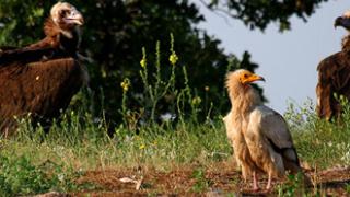 11 προσλήψεις στο Φορέα διαχείρισης του δάσους της Δαδιάς.