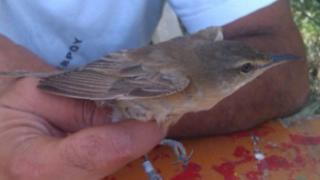 Ξεκίνησαν οι δακτυλιώσεις στρουθιόμορφων στο Δέλτα του Έβρου. 