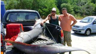 Γερανός 200 κιλών ψαρεύτηκε στα ανοιχτά της Σαμοθράκης.