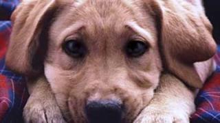 Κομοτηνή: Ρίξανε φόλες στα τετράποδα της Πανεπιστημιούπολης.