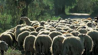 Στρατός, αστυνομία και πυροσβεστική στη 'μάχη' κατά της ευλογιάς.