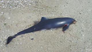 Βρέθηκε νεκρό δελφίνι σε παραλία της Αλεξανδρούπολης.