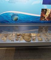 Alexandroupolis Natural History Museum