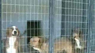 Αλεξανδρούπολη: Αυξητική τάση καταγράφεται στις υιοθεσίες αδέσποτων ζώων.