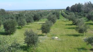 Έξαρση του δάκου καταγράφεται στην Αλεξανδρούπολη.