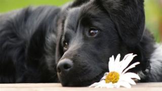 Αυτόφωρο για όποιον βασανίζει τα ζώα με εγκύκλιο του Αρείου Πάγου.