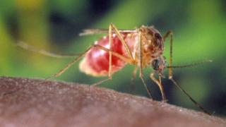 2,7 εκατομμύρια ευρώ για την καταπολέμηση των κουνουπιών.