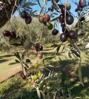 Χρυσό βραβείο για το ελαιόλαδο "Κτήμα Μιχελή" σε Διεθνή Διαγωνισμό