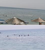 Το φαινόμενο του ευτροφισμού και στις παραλίες της Αλεξανδρούπολης.