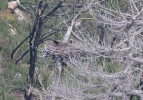 Γεννήθηκαν οι πρώτοι μαυρόγυπες στις τεχνητές φωλιές της Δαδιάς