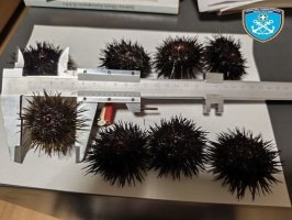 Αλεξανδρούπολη: Συνελήφθησαν τρεις νεαροί με 3.854 αχινούς!