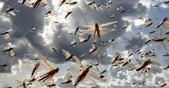 Εντοπίστηκαν διάσπαρτες ακριδοκηλίδες, αποτελούμενες από ακρίδες νυμφικού σταδίου