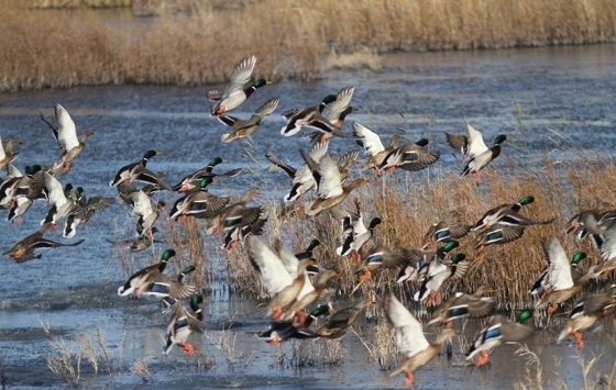 Ευτυχώς με ελαφρά τραύματα οι δύο κυνηγοί στο Δέλτα του Έβρου. 