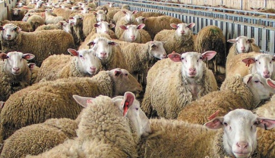 Δεν υποχωρεί η ευλογιά των αιγοπροβάτων, παρά τα μέτρα.