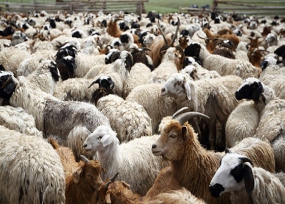 Συνεχίζονται στη Σαμοθράκη τα μέτρα για ην ευλογιά των αιγοπροβάτων.