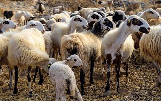 Προσπάθεια όλων για να καταπολεμηθεί η ευλογιά των αιγοπροβάτων.
