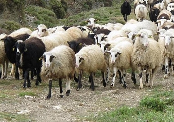 Άλλη μία προσπάθεια για ανακοπή διάδοσης της ευλογιάς των αιγοπροβάτων.