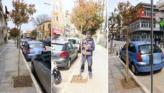 Ξεκίνησε φύτεμα δένδρων σε κεντρικούς δρόμους της Αλεξανδρούπολης Ξεκίνησε φύτεμα δένδρων σε κεντρικούς δρόμους της Αλεξανδρούπολης