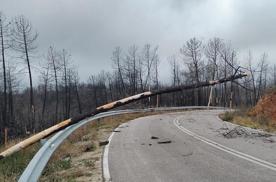 Πολλά δένδρα είναι καμένα και πέφτουν εύκολα με τους έντονους ανέμους και τις βροχοπτώσεις.