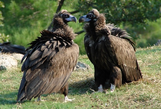 Στους μαυρόγυπες τοποθετείται πομπός και απελευθερώνονται στο φυσικό τους περιβάλλον.