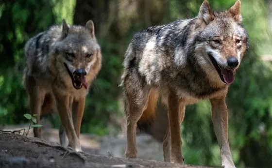 Ανησυχία από την εμφάνιση λύκων στην περιοχή της Κοτρωνιάς Σουφλίου.