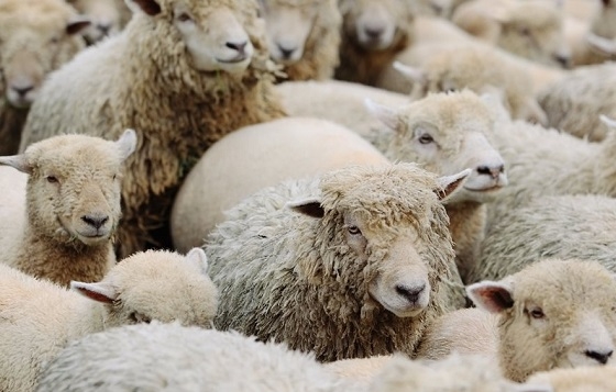 Και οι ιδιώτες κτηνίατροι μπαίνουν στη μάχη κατά της ευλογιάς αιγοπροβάτων.