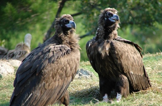 Τα αποτελέσματα σχετικής έρευνας είναι ανησυχητικά για τους μαυρόγυπες, λόγω των ανεμογεννητριών.
