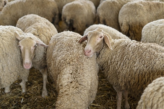 Νέες διευκρινίσεις έδωσε το Υπουργείο Αγροτικής Ανάπτυξης για τους περιορισμούς μετακίνησης αιγοπροβάτων, λόγω κρουσμάτων ευλογιάς.