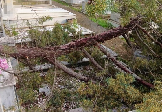 Αναστάτωση στο Σουφλί από καταστροφές σε τάφους, λόγω πεσμένων δένδρων.